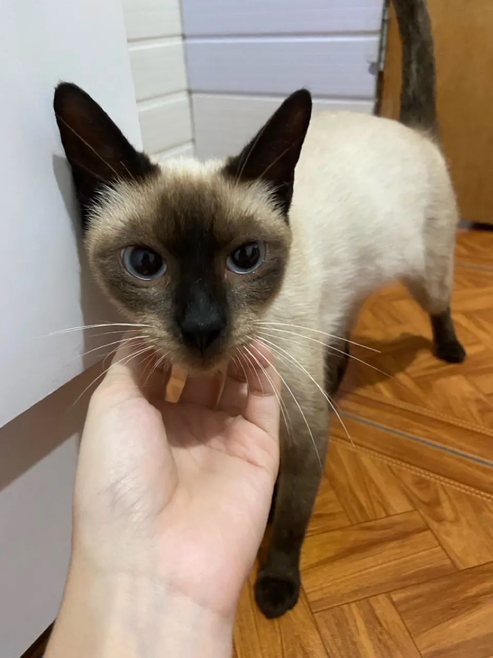 Gata fêmea siamês  - Foto 2