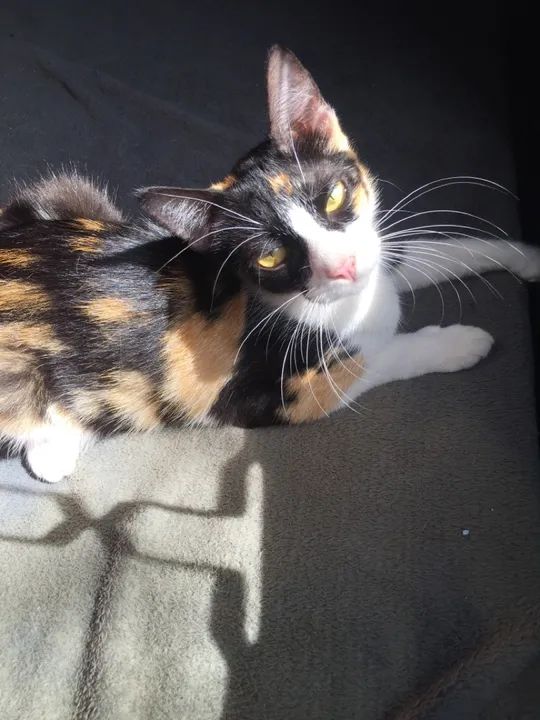 Gatinha tricolor disponível para adoção - Foto 3