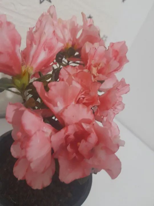 Azaléia Mini flor dobrada pink. Linda planta natural decoração interior e exterior. - Foto 3