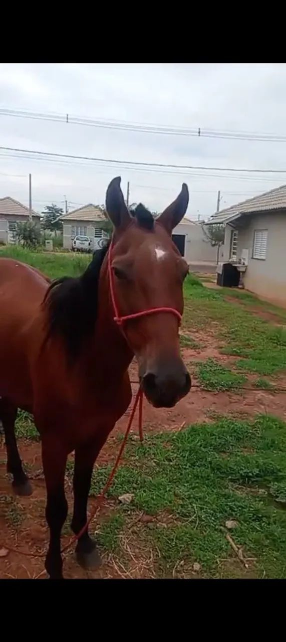 Égua grávida ela tem 5 anos  - Foto 4
