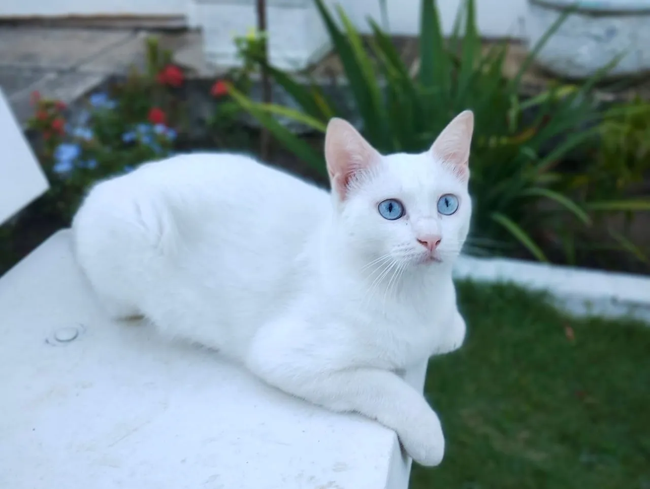 Gatinho Branco de Olhos Azuis para Adoção