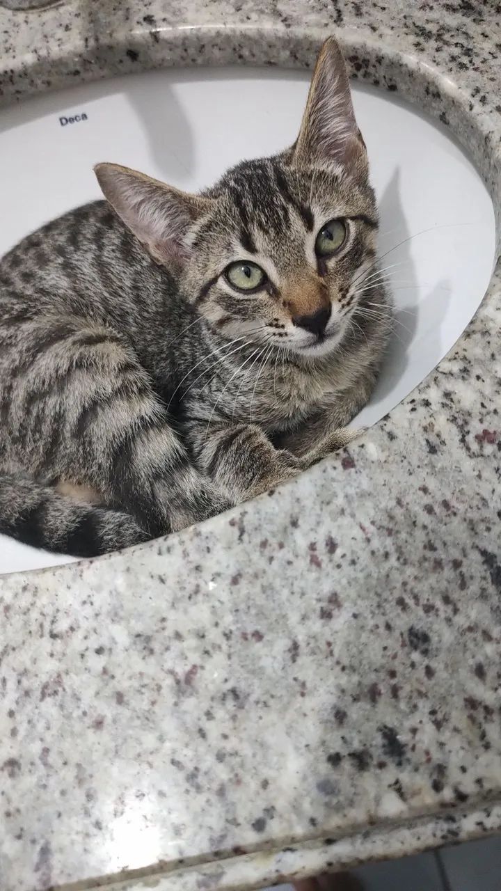 Adoção Responsável  - Foto 6