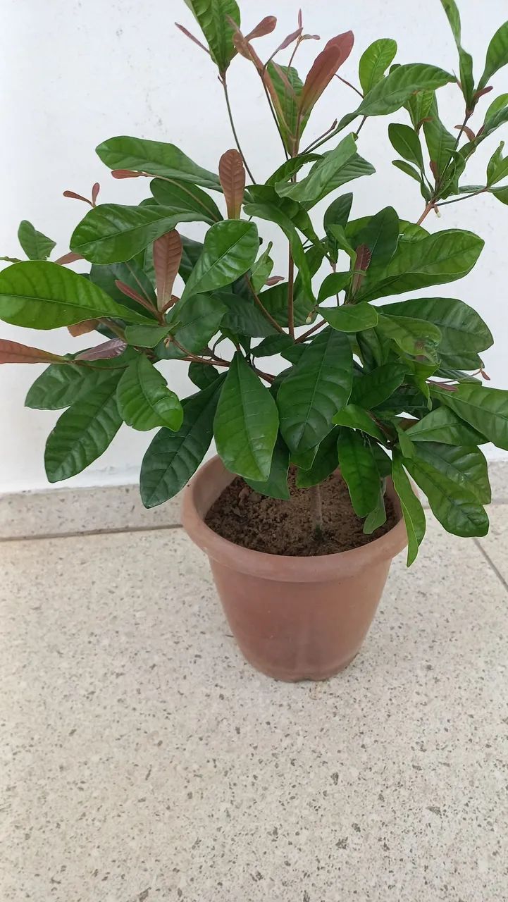 Muda de fruta do milagre. - Foto 2