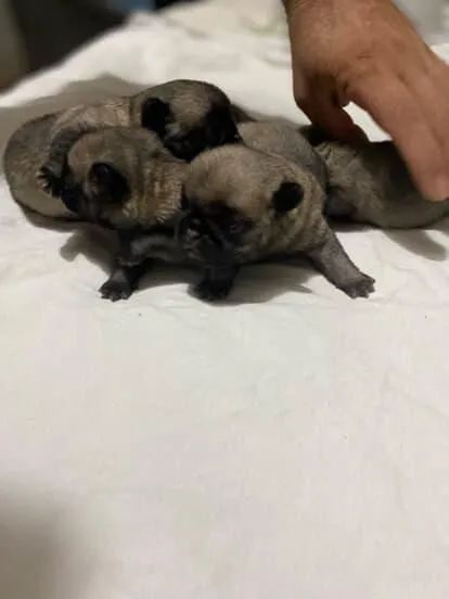 Filhotes de Pug disponíveis para venda, abrindo reserva. - Foto 2