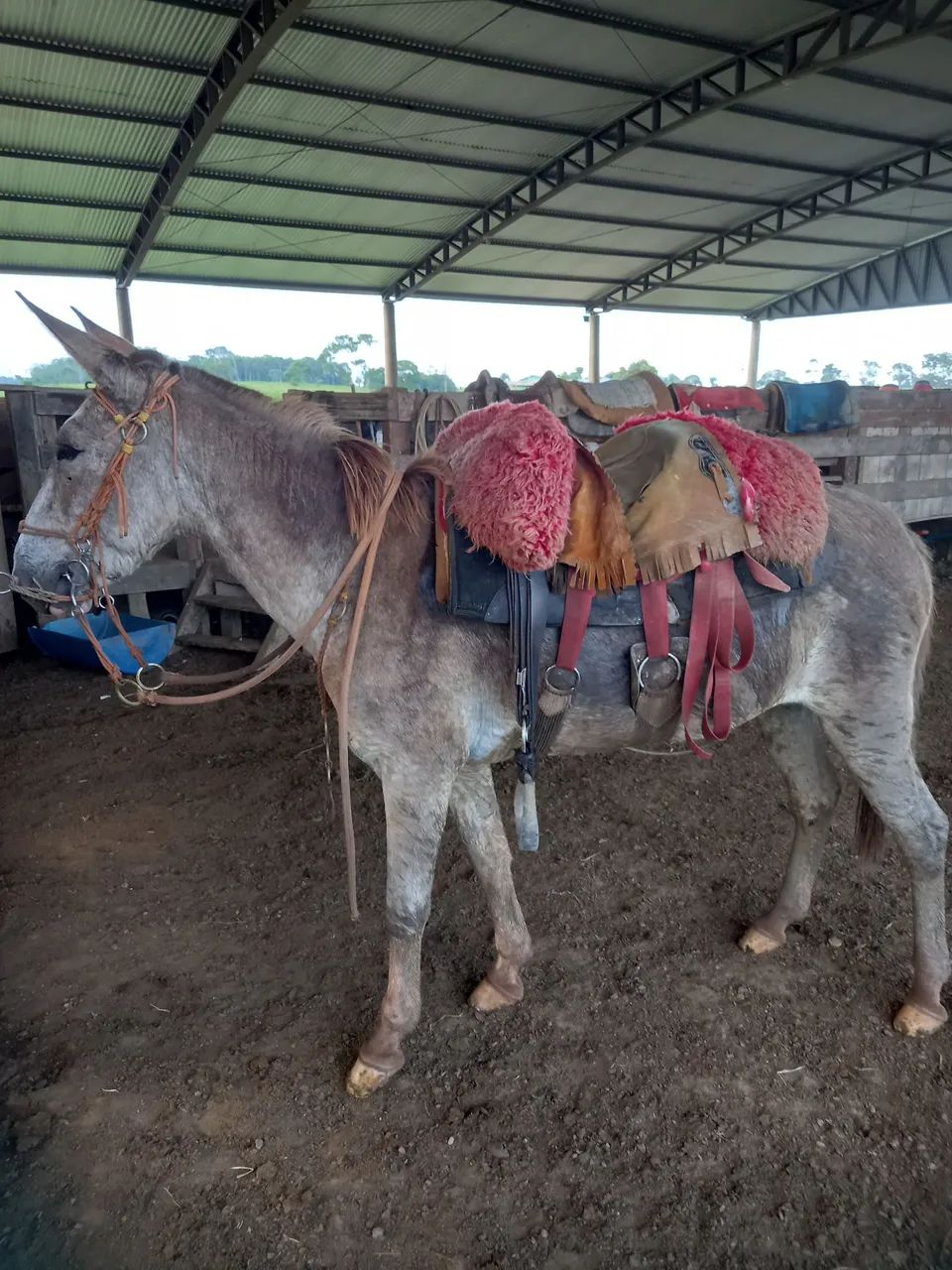 Conjunto de arreios para cavalo - Foto 3