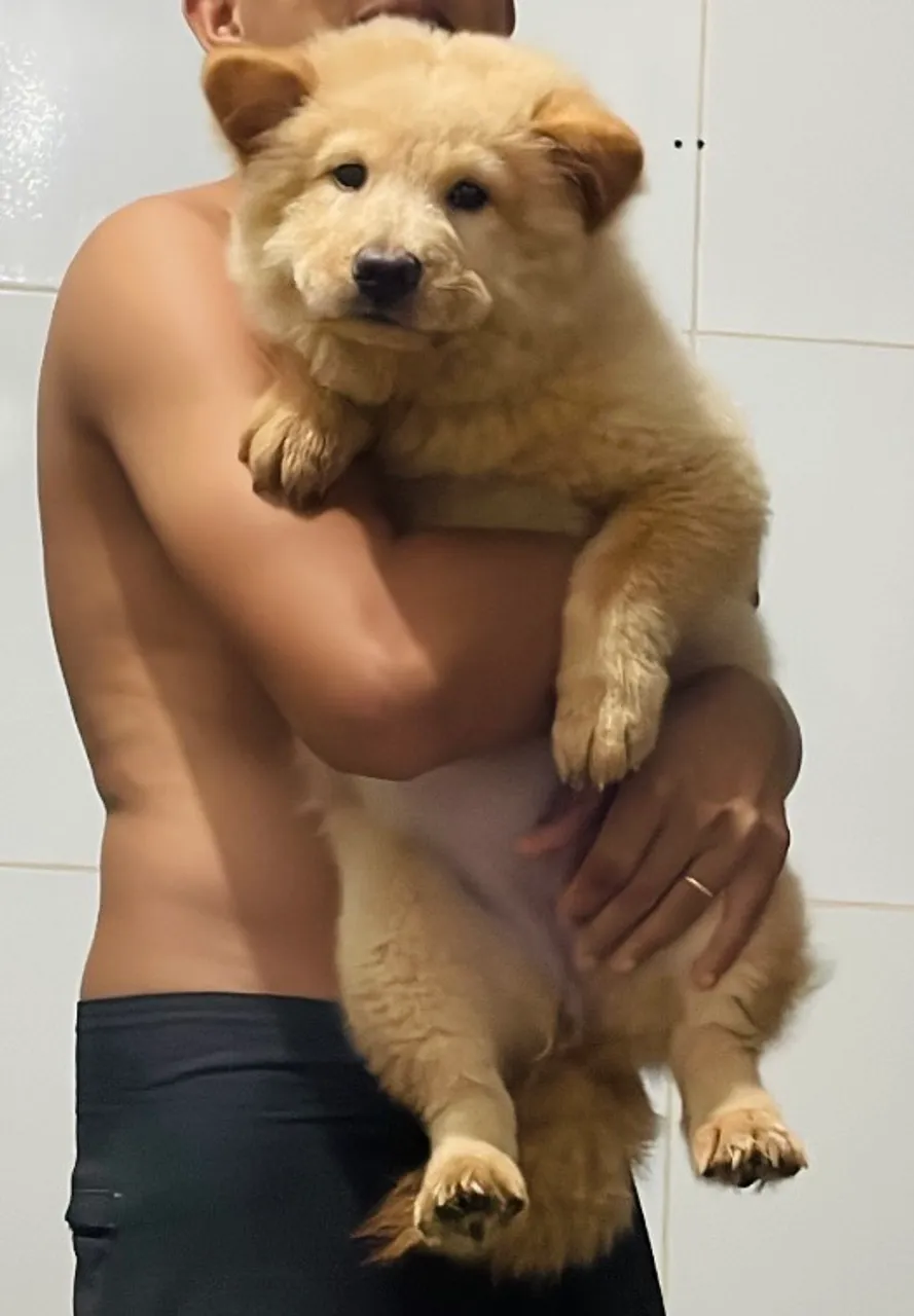 Filhote Chow Chow Fêmea