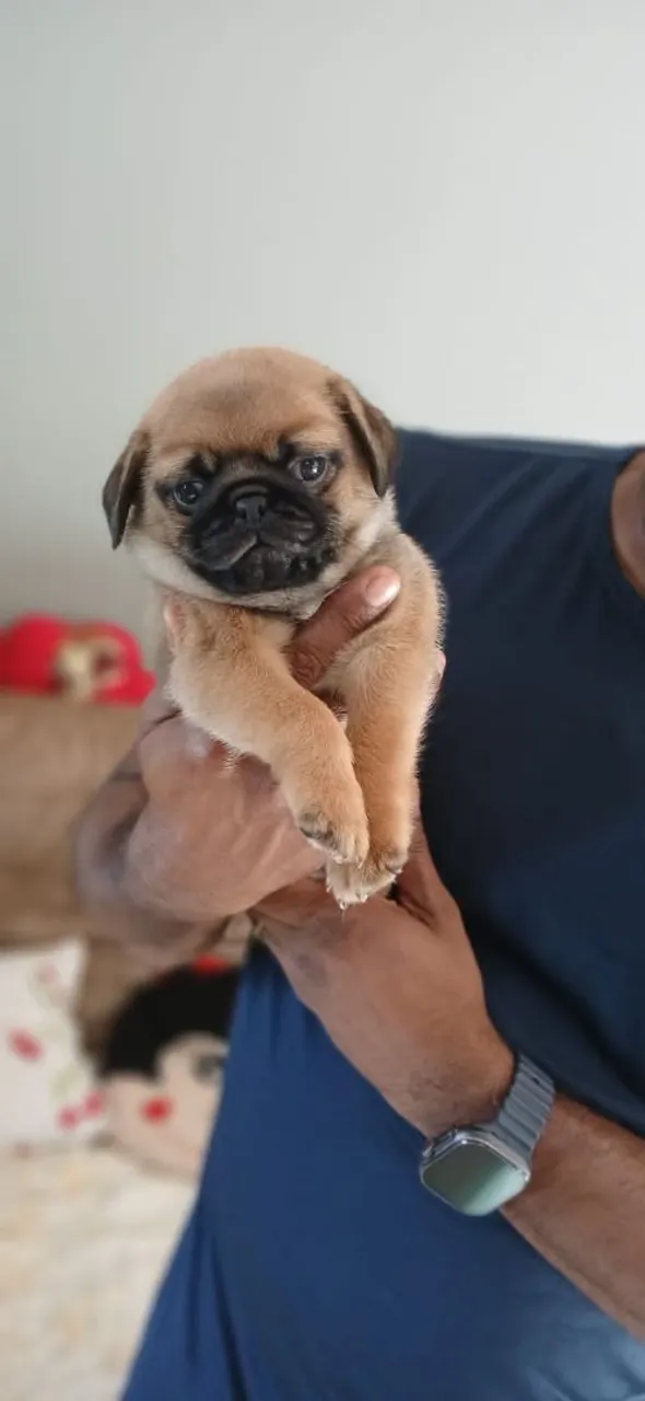 Filhote de Pug porte pequeno