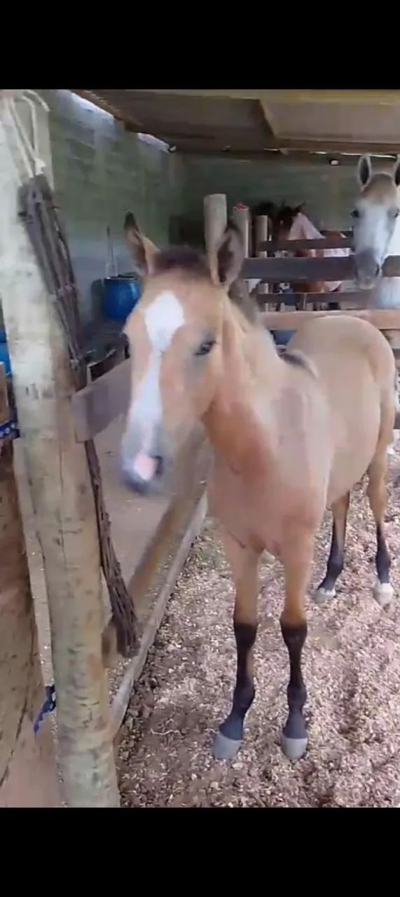 Potro puro sangue - 6 meses baio marilho  - Foto 2