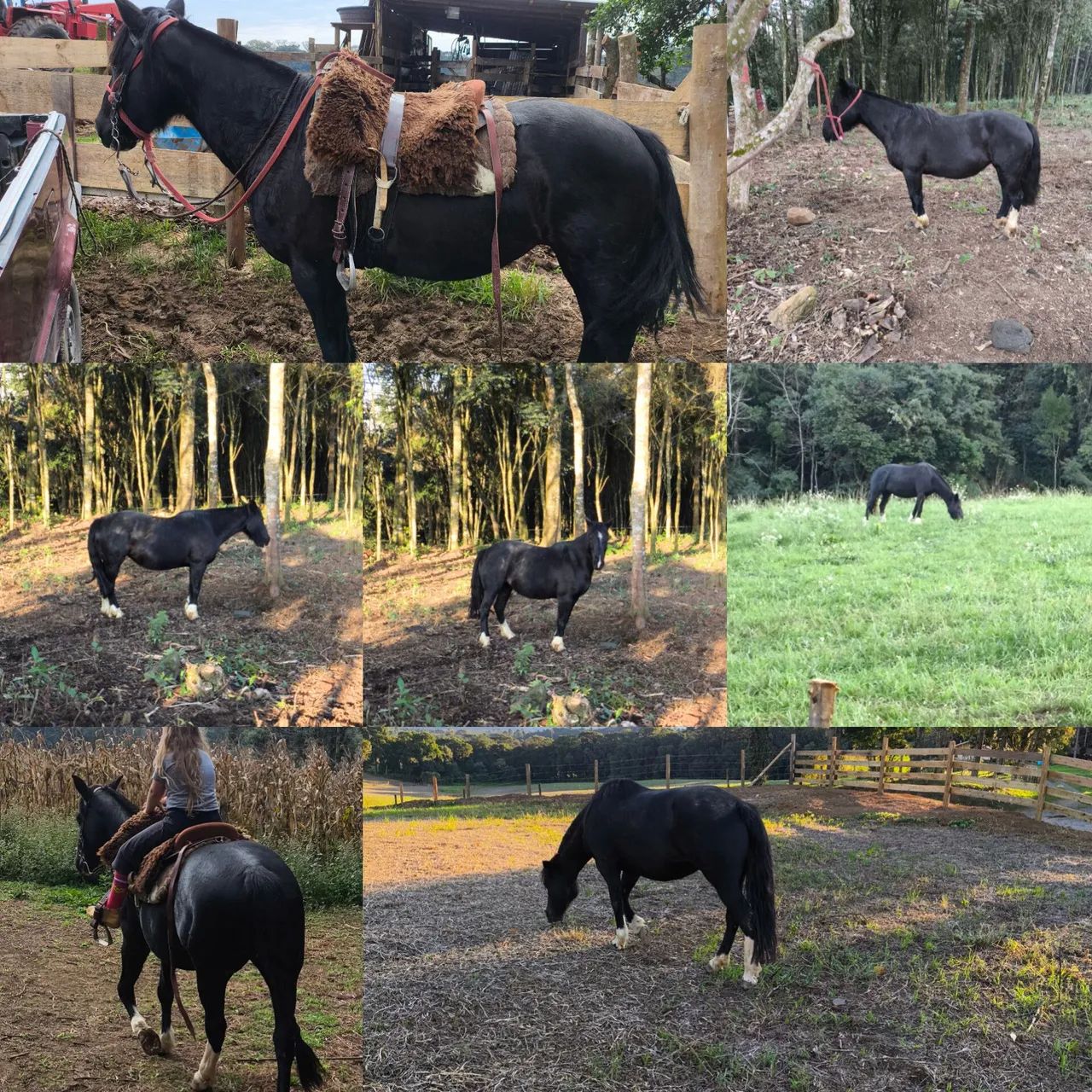 Égua crioula  - Foto 4