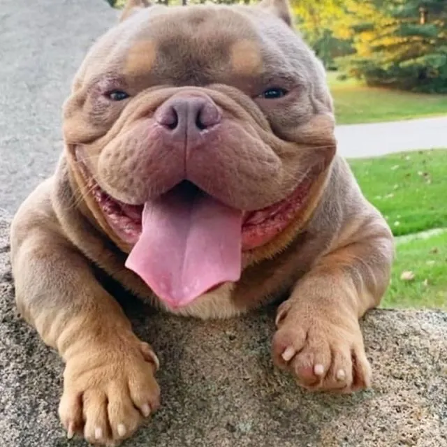 American Bully Hoje É O Dia Do Meu Melhor Amigo 