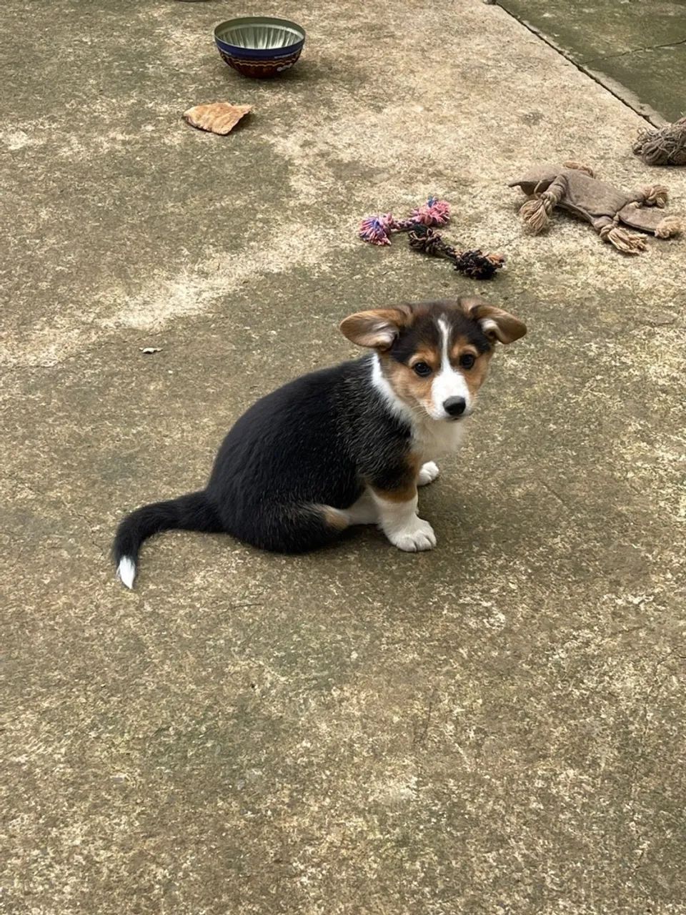 Fêmea Corgi Pembroke 