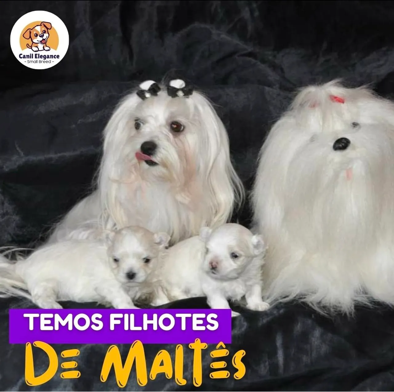 Filhotes de Maltês puros e adoráveis!