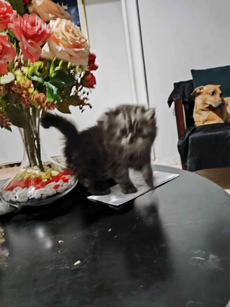 Gatinho Persa com Pelagem Linda - Foto 6