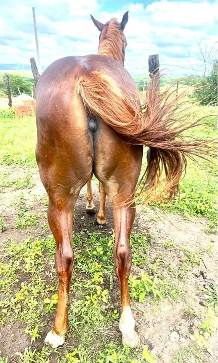 Potra quarto de milha - Foto 3