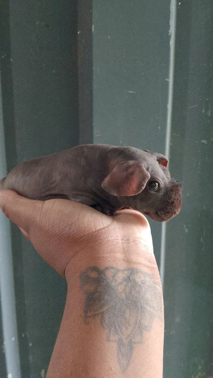 Lindos filhotes de porquinho da índia raça skinny - Foto 2