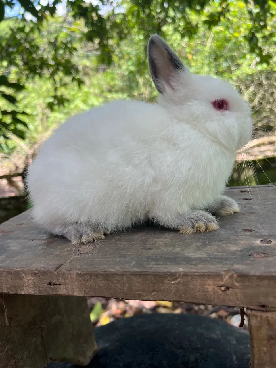 Mini coelho Netherland  - Foto 3