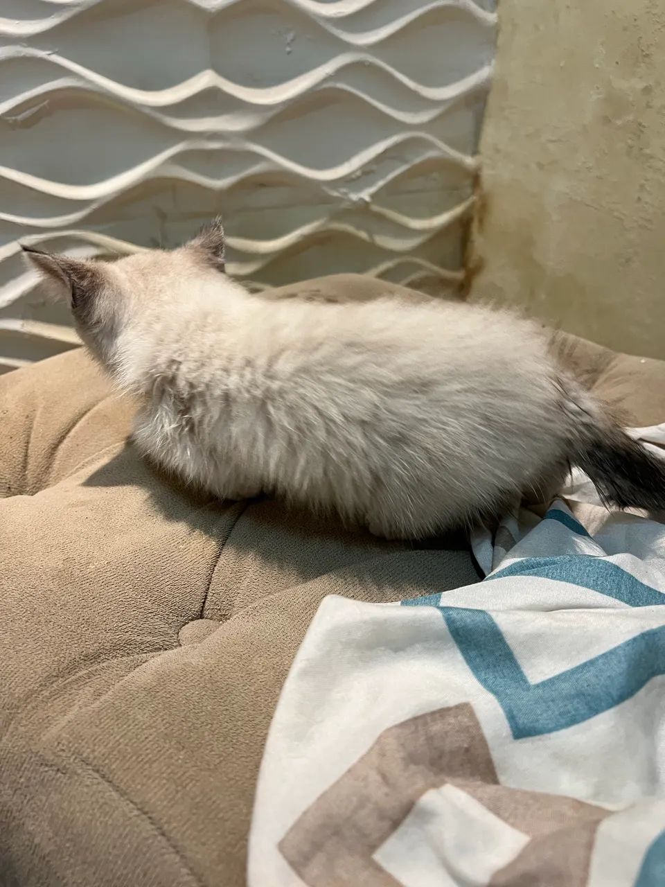 Doar gato - Foto 4