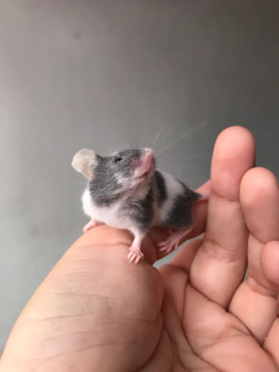 Camundongos ? Ratos domésticos  - Foto 2