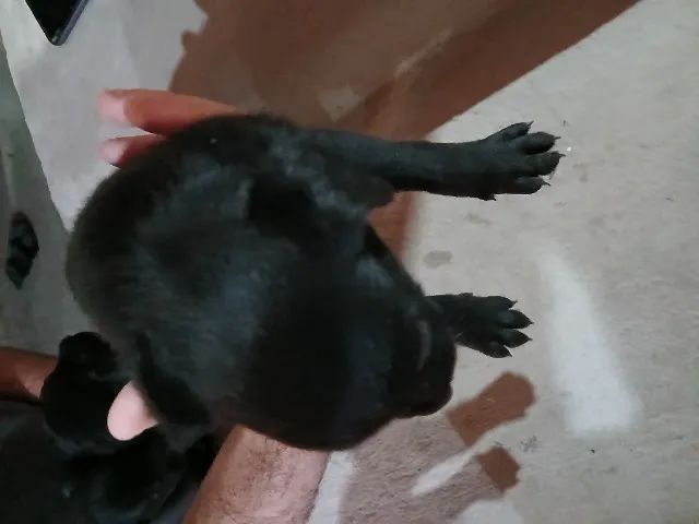 Cachorro filhote - Foto 2