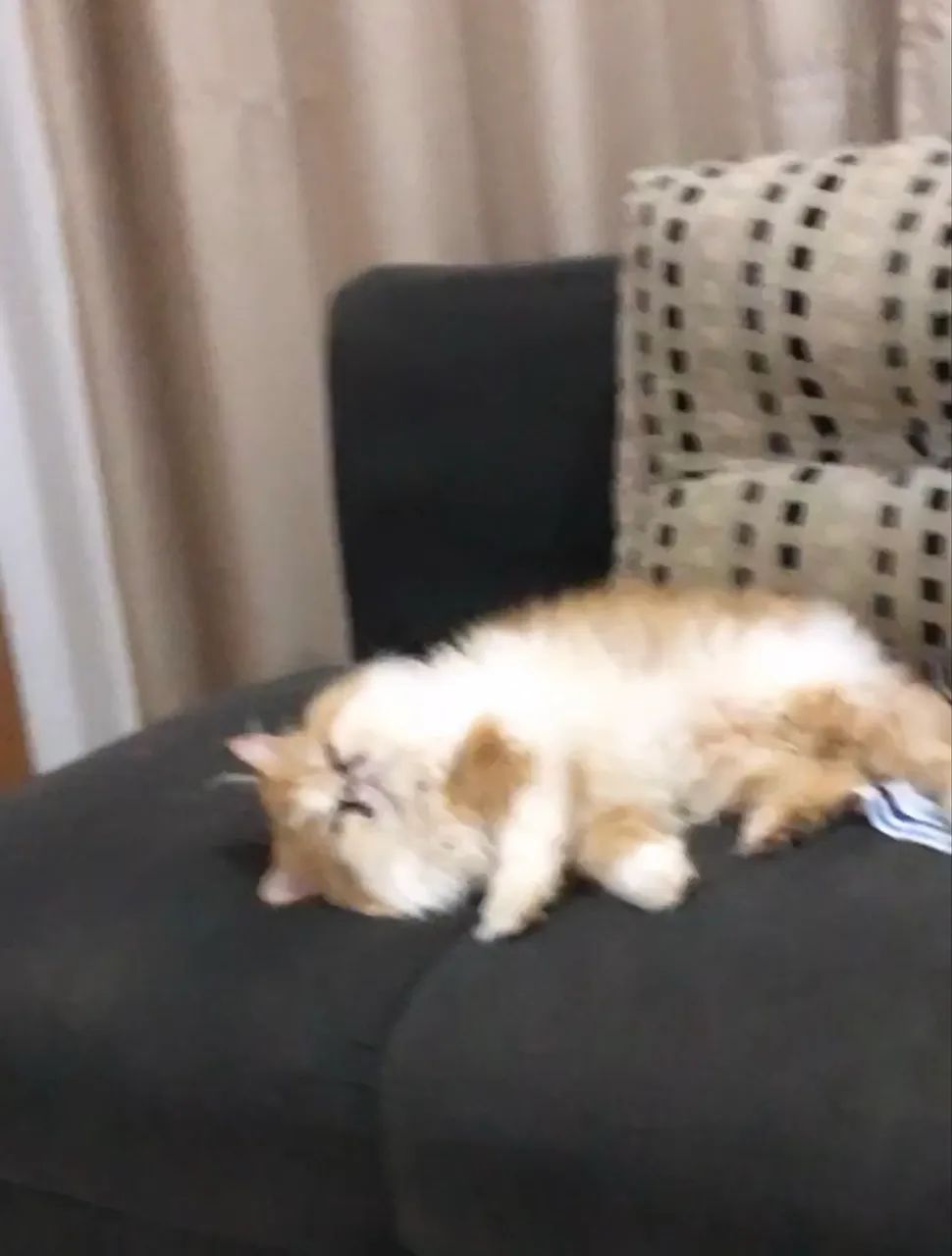 Doação Gatos Persas Castrados - Foto 5