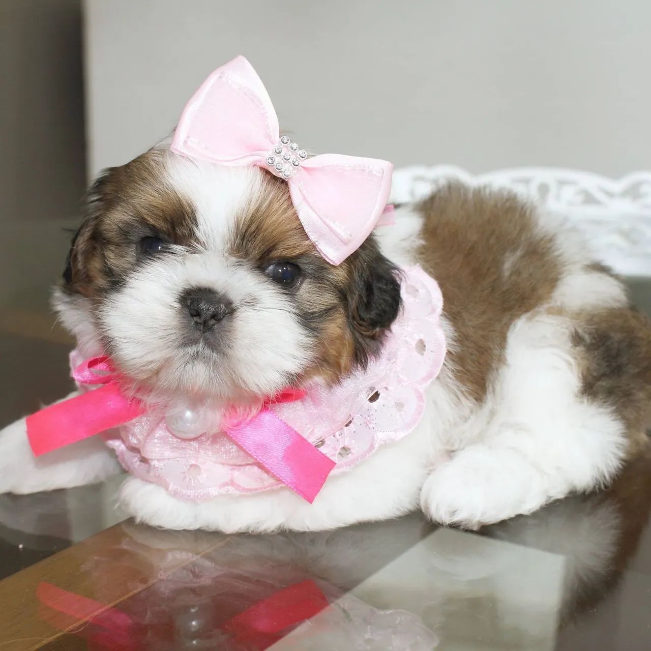 Shihtzu com pedigree  - Foto 5