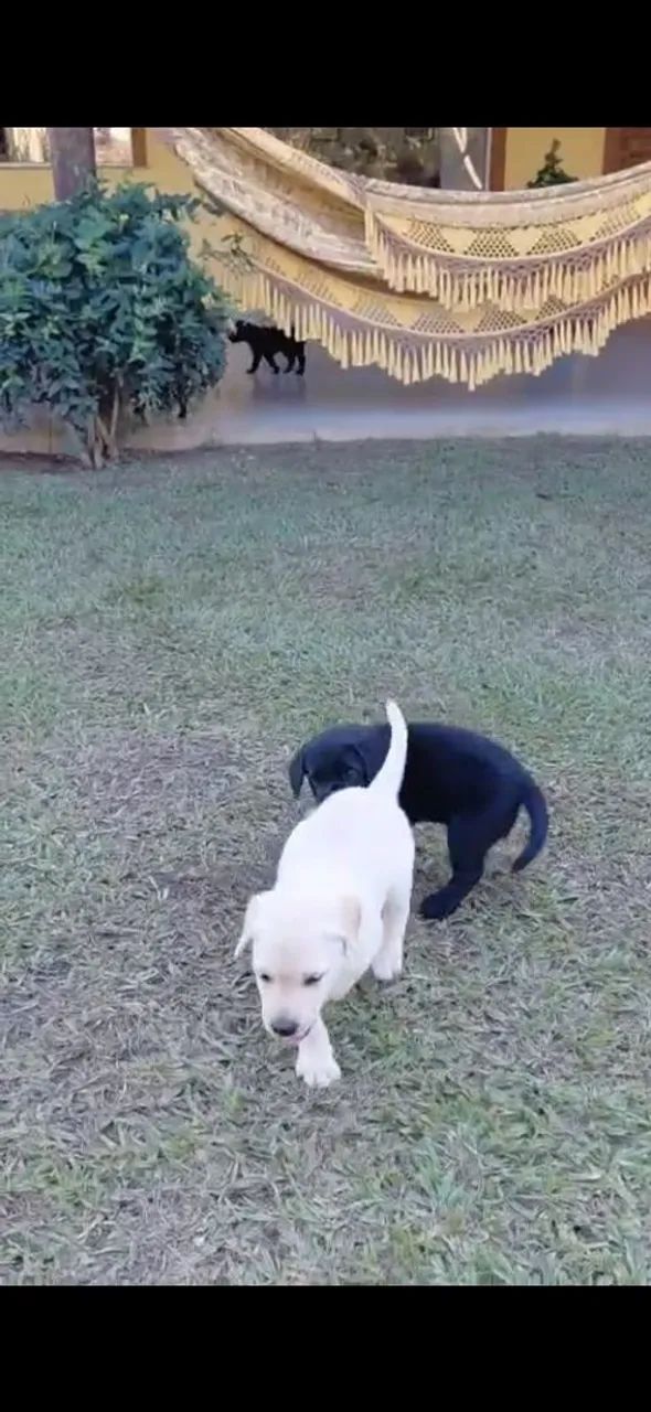 Labrador  - Foto 2