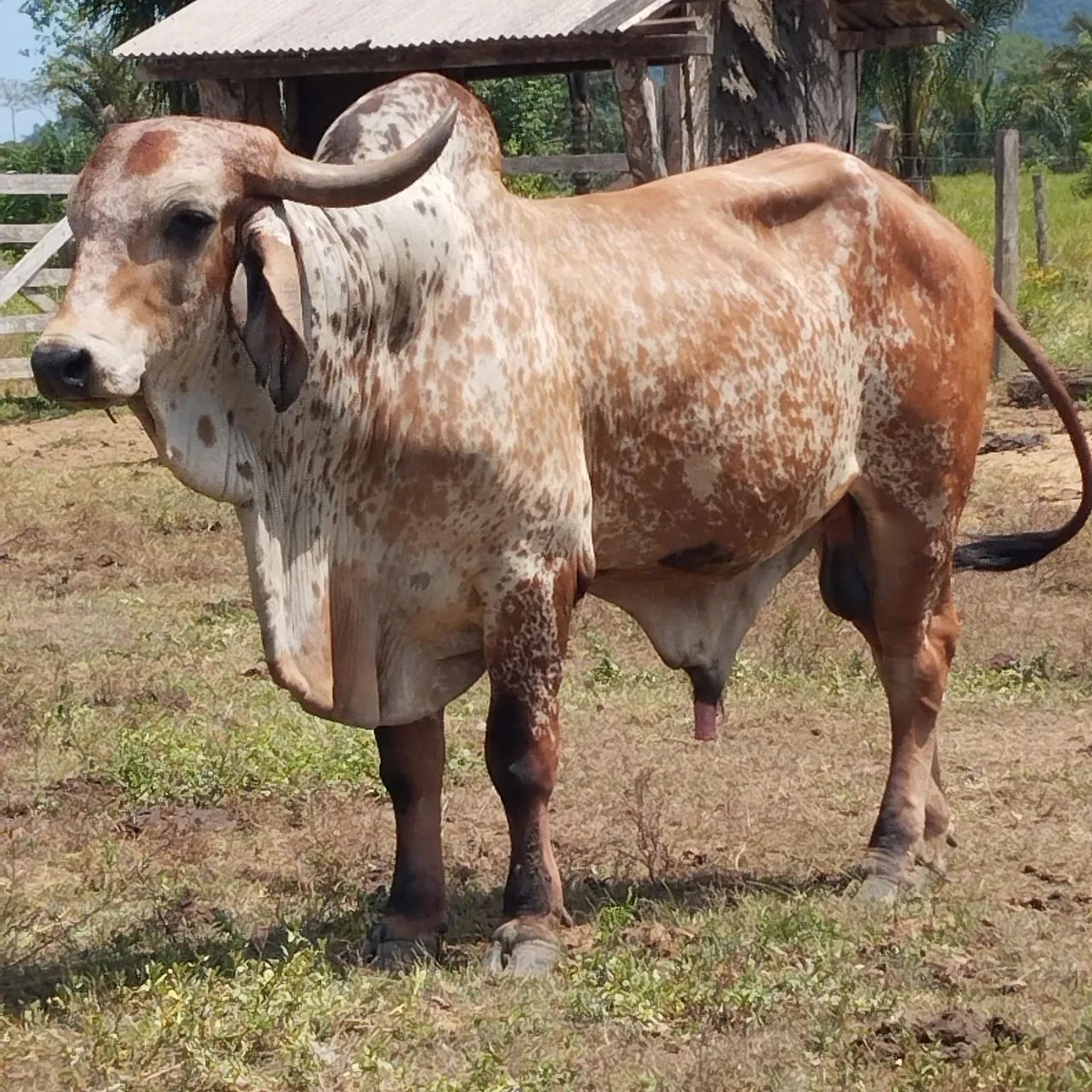 Touro Gir PO 