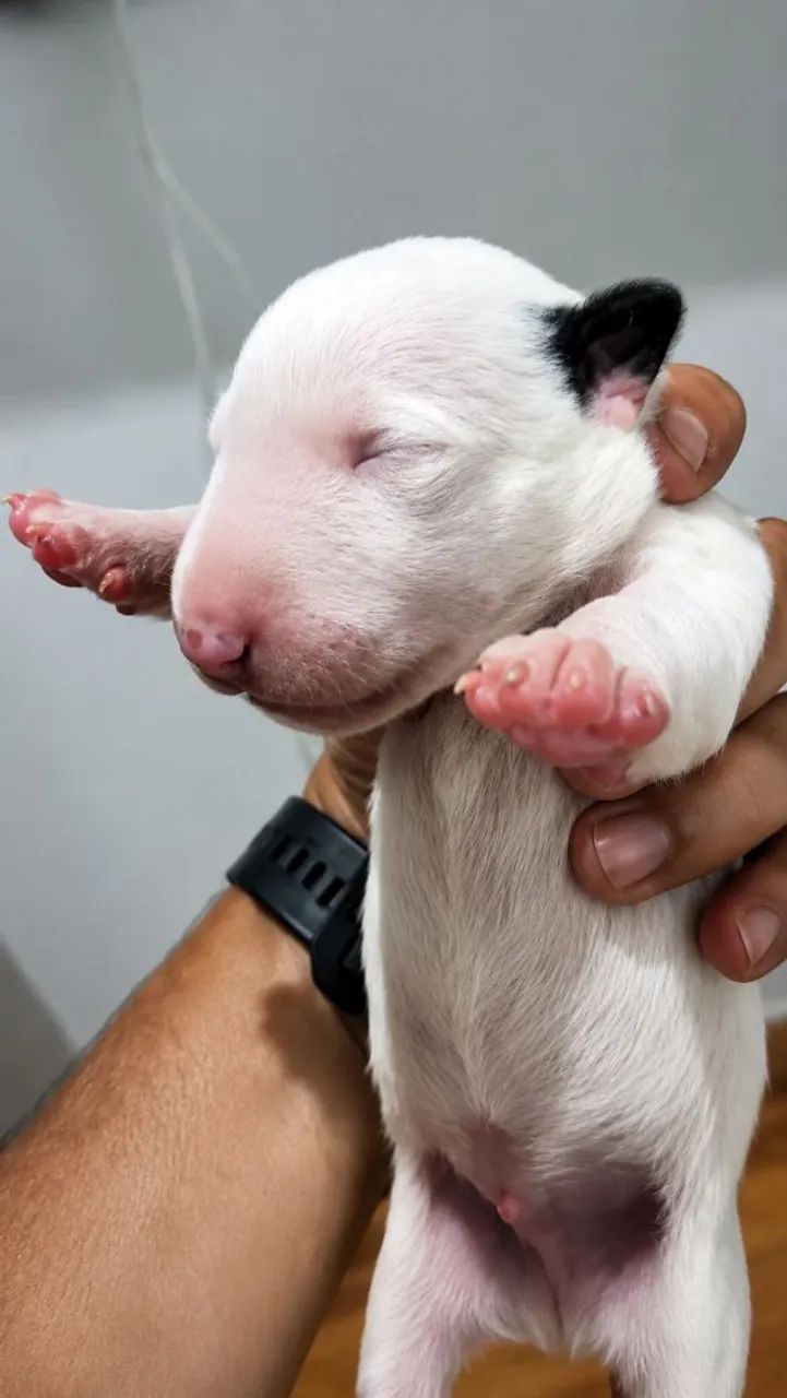 Bull Terrier inglês - standard 