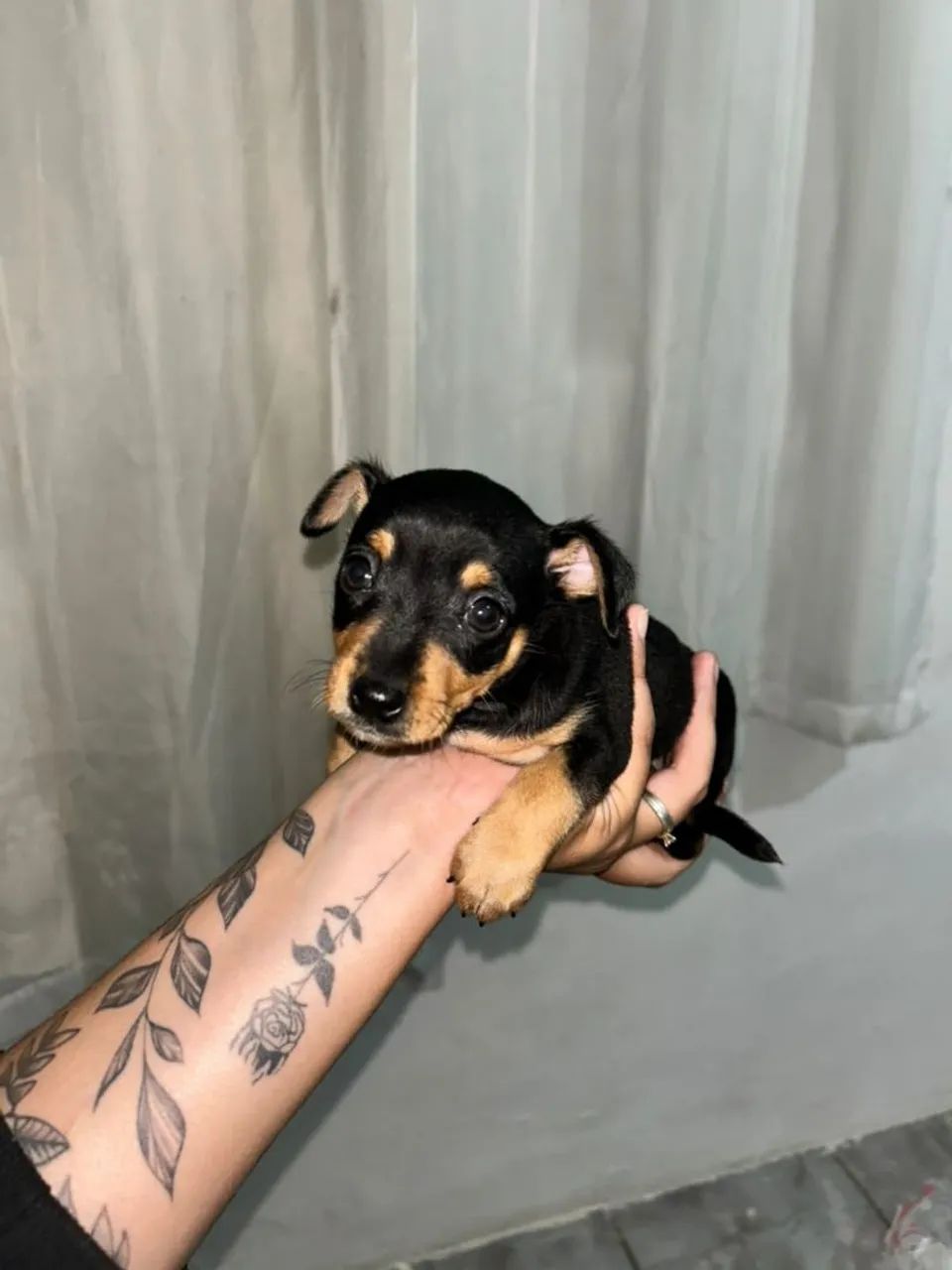 Filhote de pinscher  - Foto 3