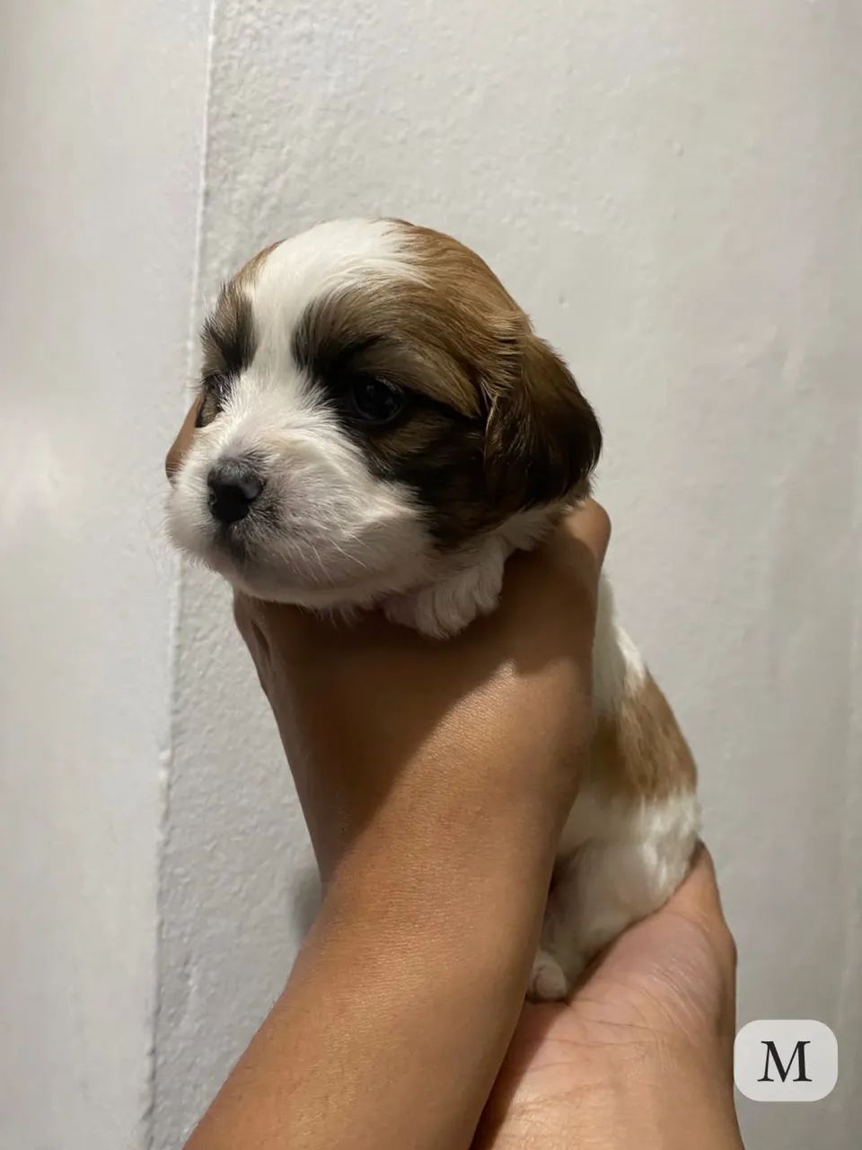 Lhasa apso  - Foto 5