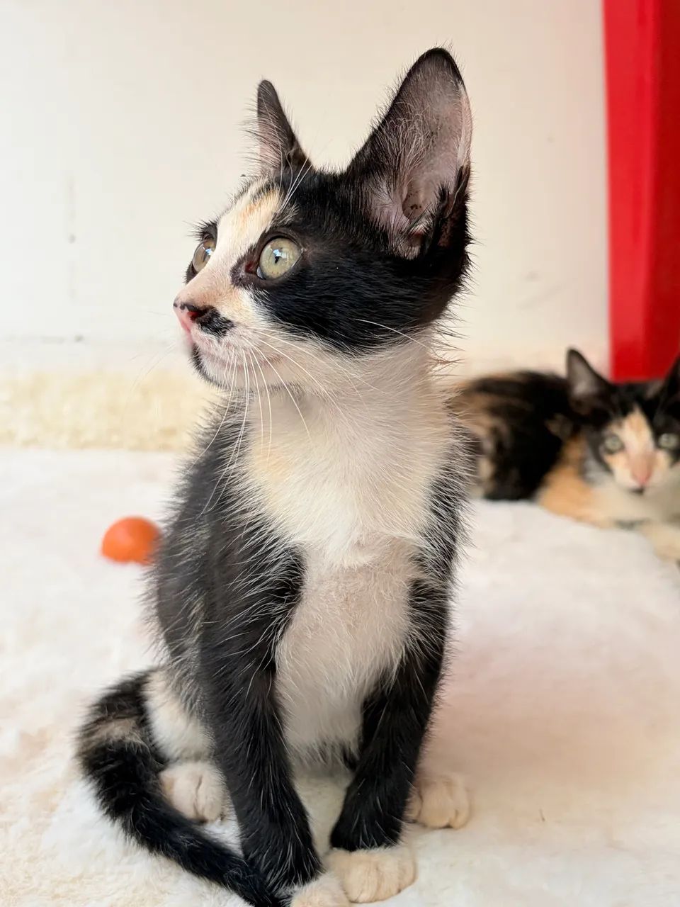 Adote Gatinha Tricolor  - Foto 2