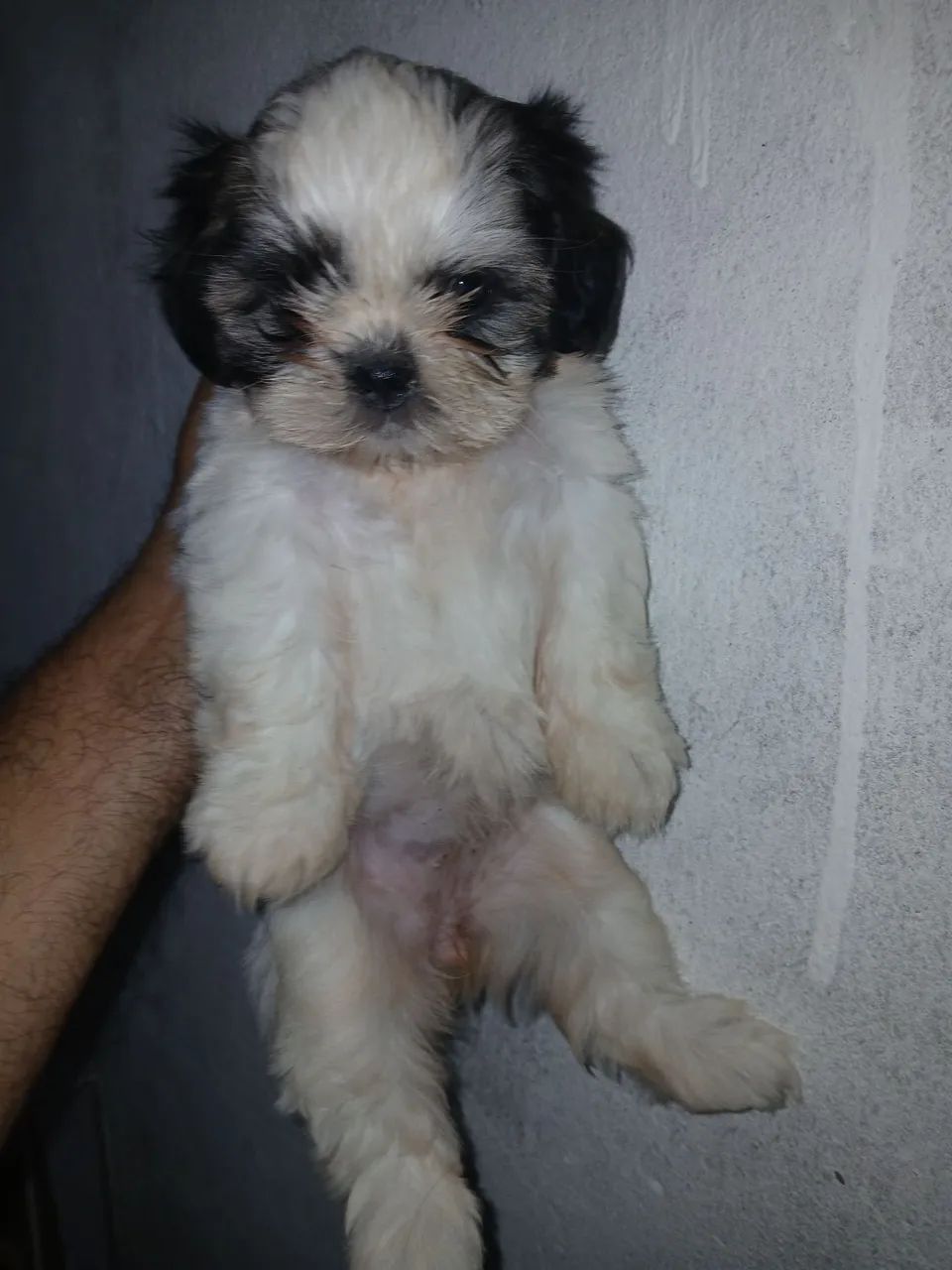 Shih-Tzu Fêmea apenas 1.100,00 av - Foto 2