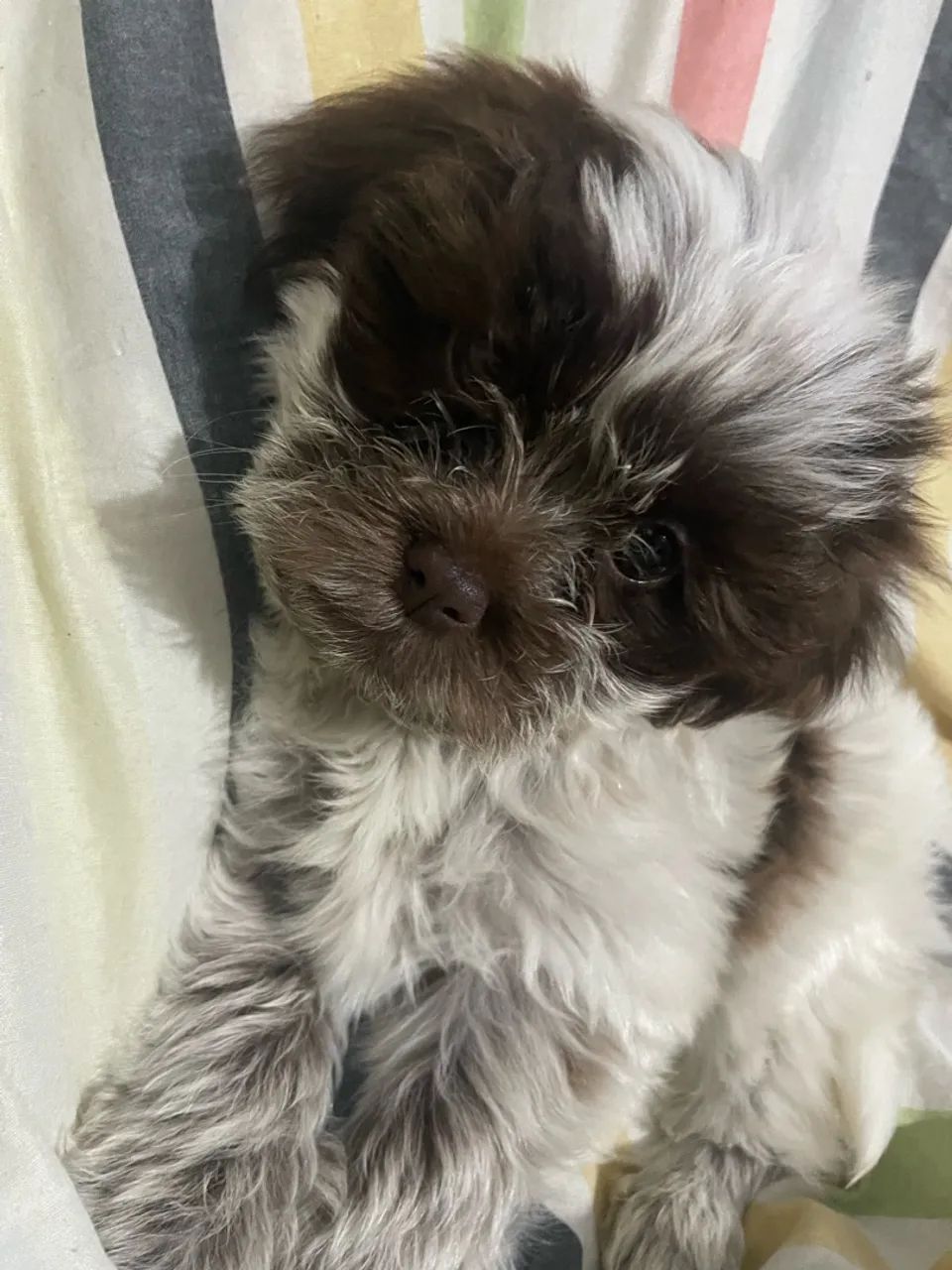 Vendo cachorro shih tzu macho dois meses - Foto 3