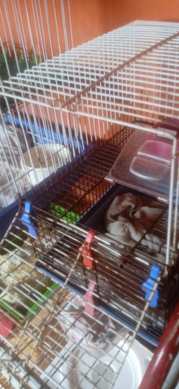 Gaiolas - Foto 3