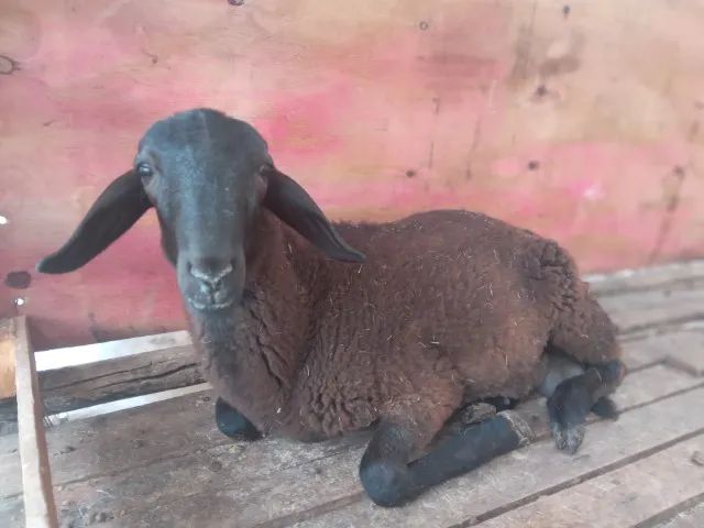Animais  - Foto 3