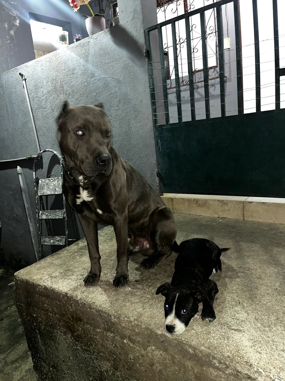 Filhote pitbull  - Foto 4