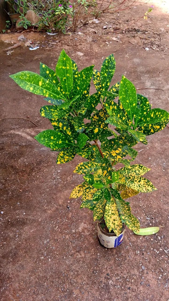 Croton  - Foto 4