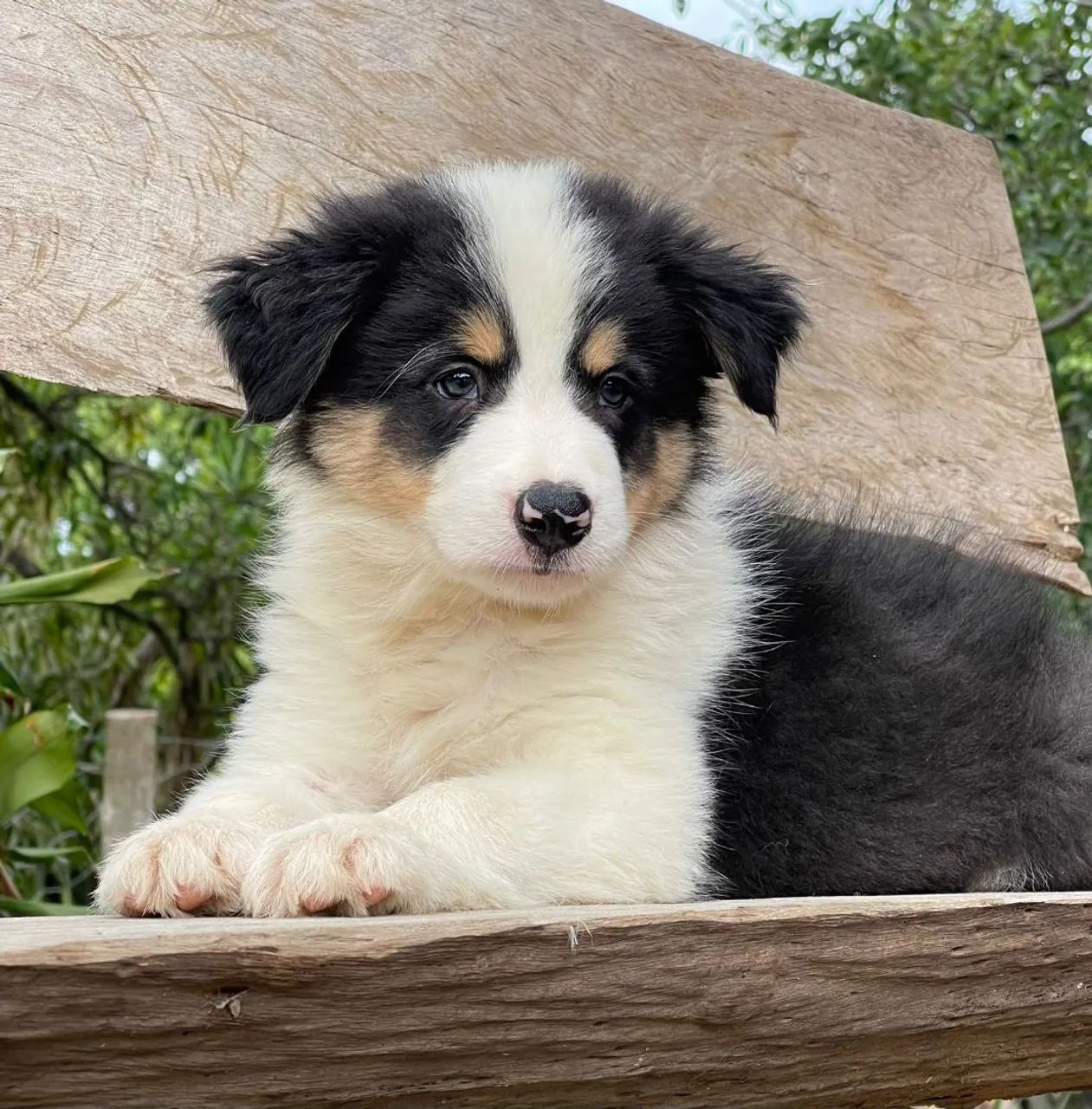 Border collie Rio  - Foto 3