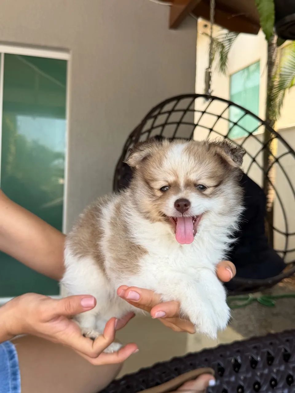 Lulu da pomerânea  - Foto 4