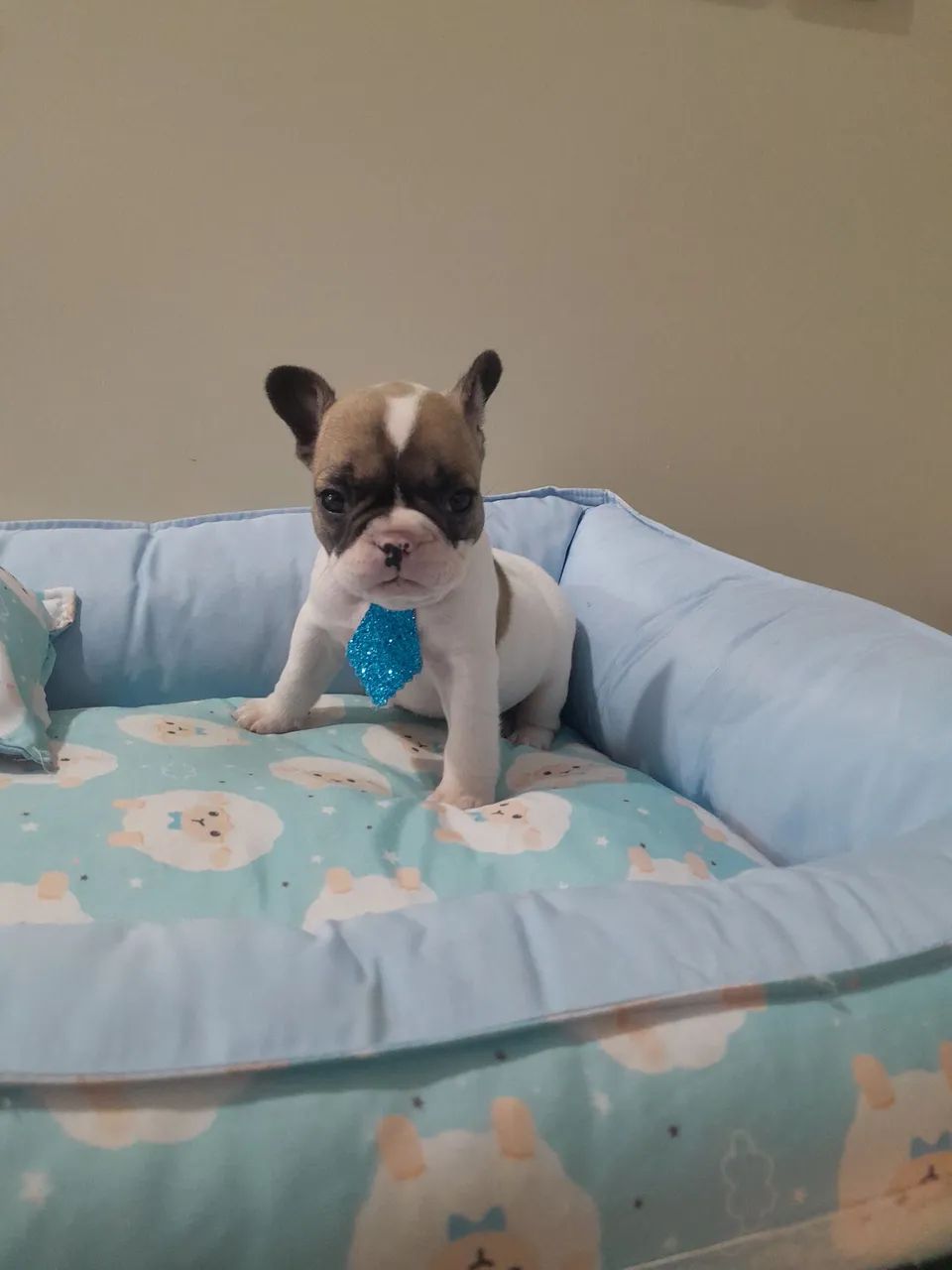 Promoção Bulldog Francês macho anão 10x190 - Foto 3