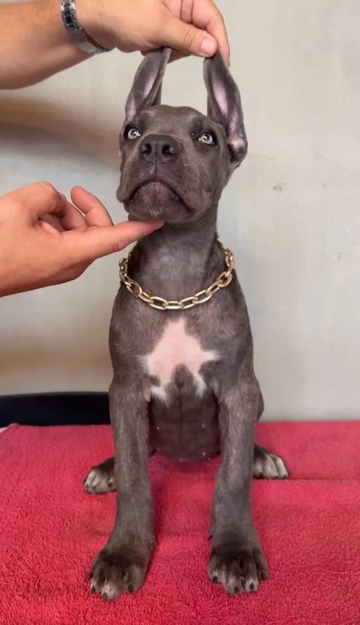 Cane Corso 