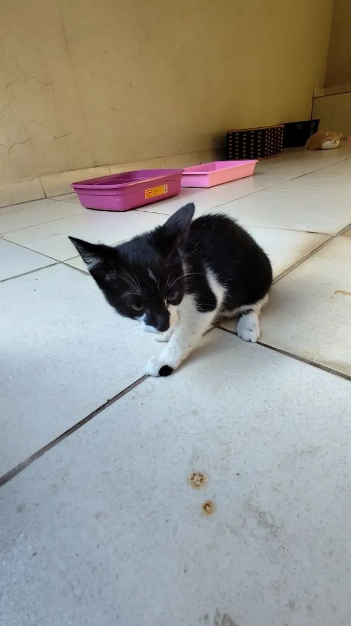 Gatos Filhotes Doação  - Foto 4