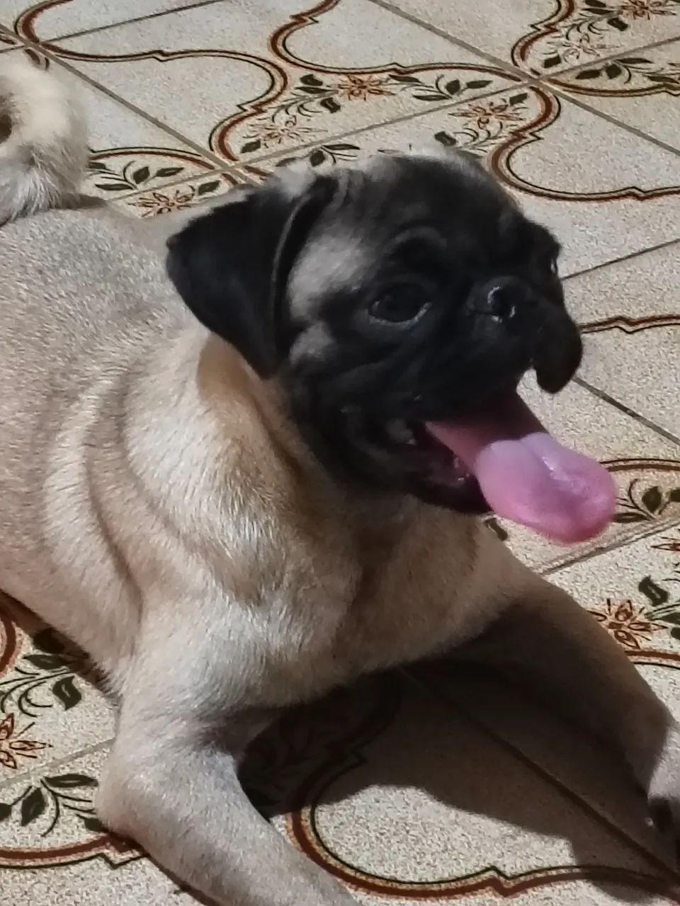 Pug macho com pedigree e todas as vacinas  - Foto 5