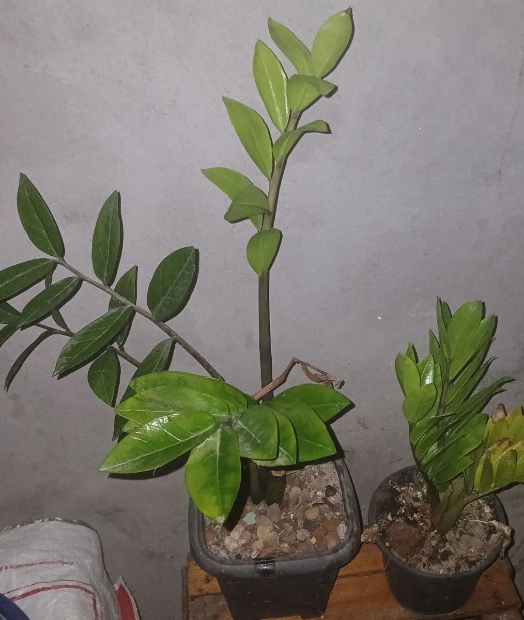 Planta da Fortuna