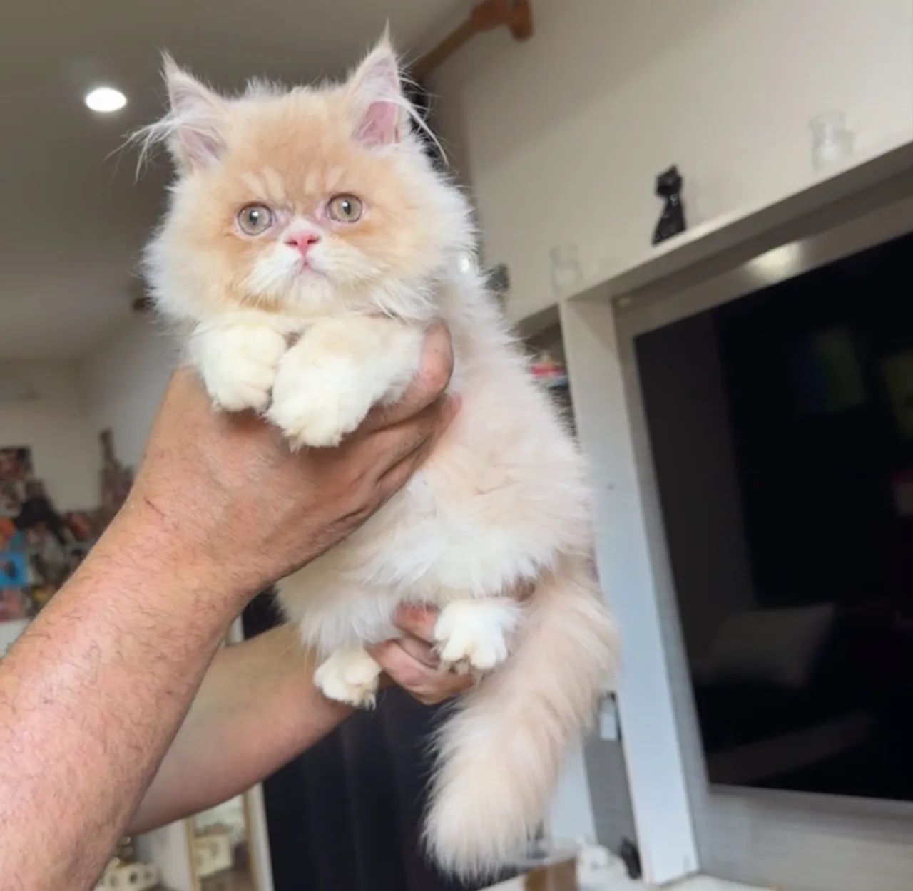 Último gatinho persa macho 
