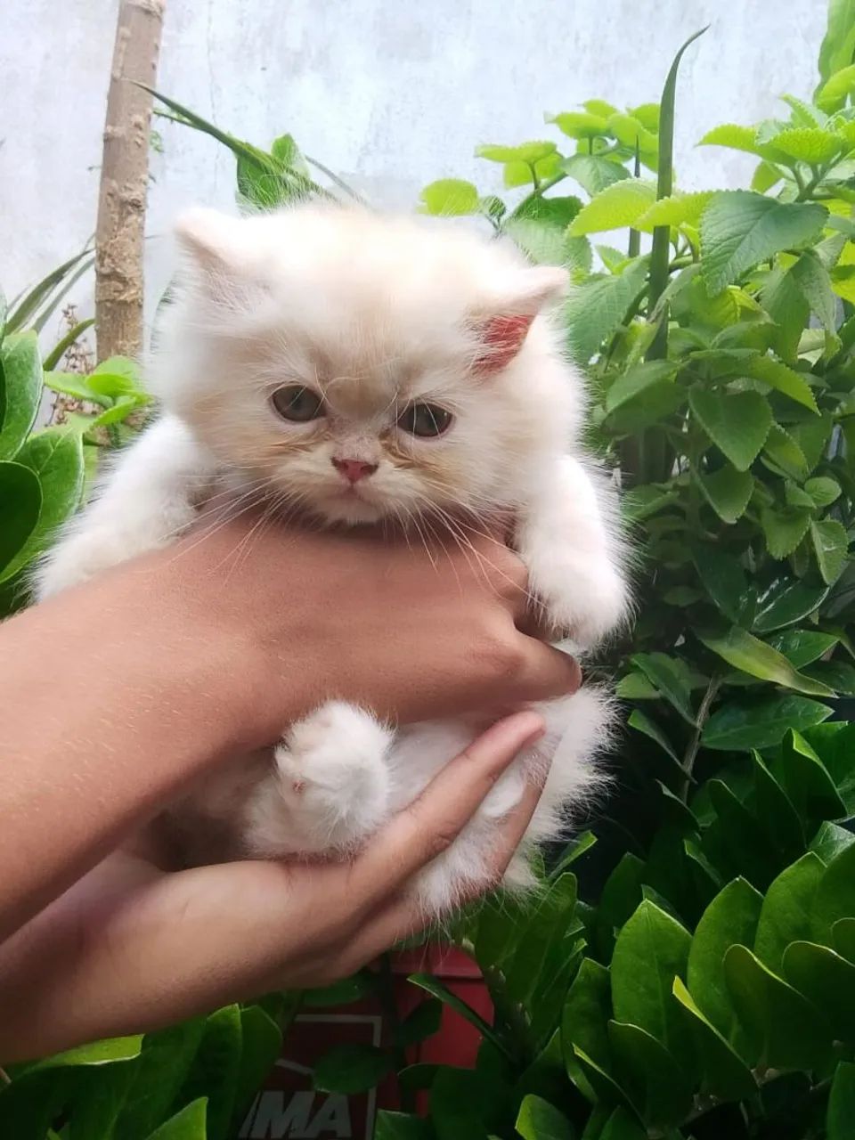 Gato persa puríssimo - Foto 2