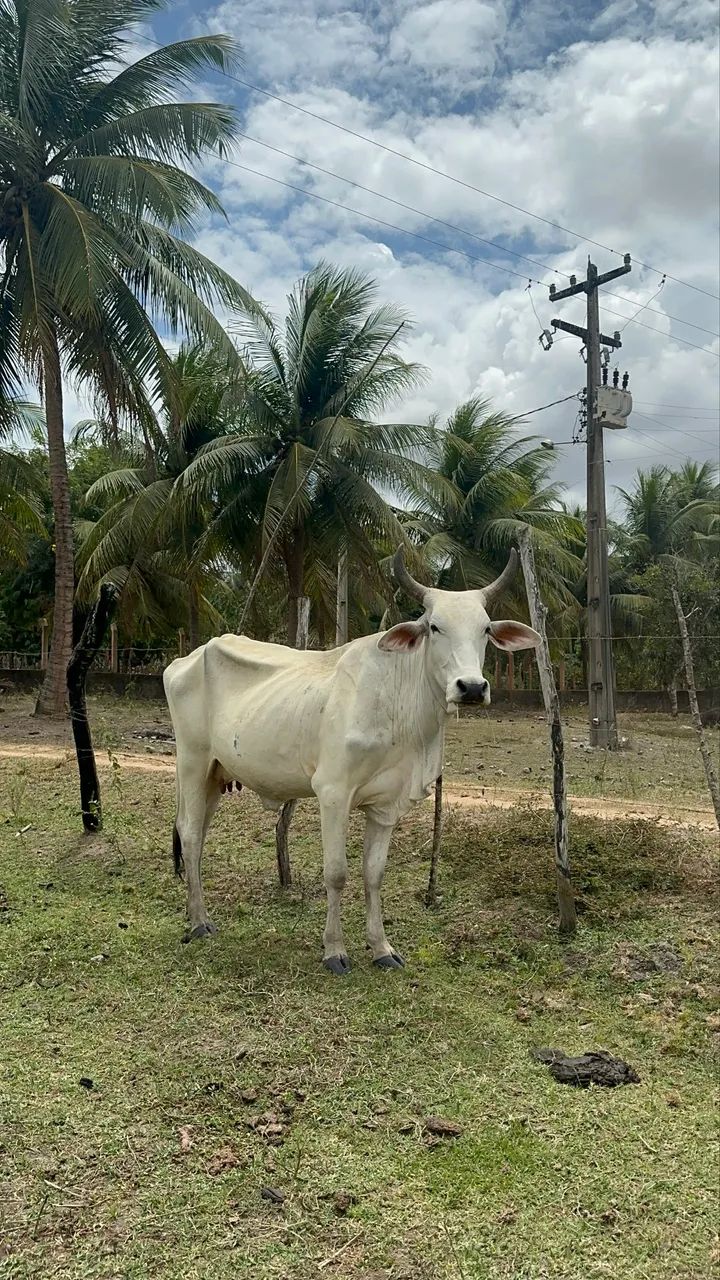Vaca mestiça Nelore com bezerro  - Foto 2