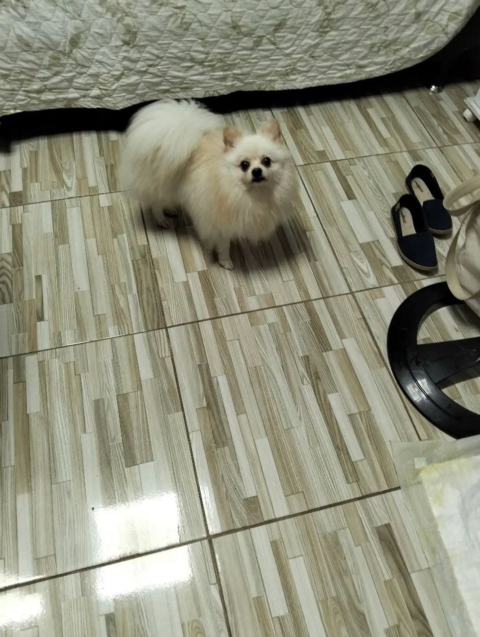 Spitz alemão,porte pequeno. - Foto 2