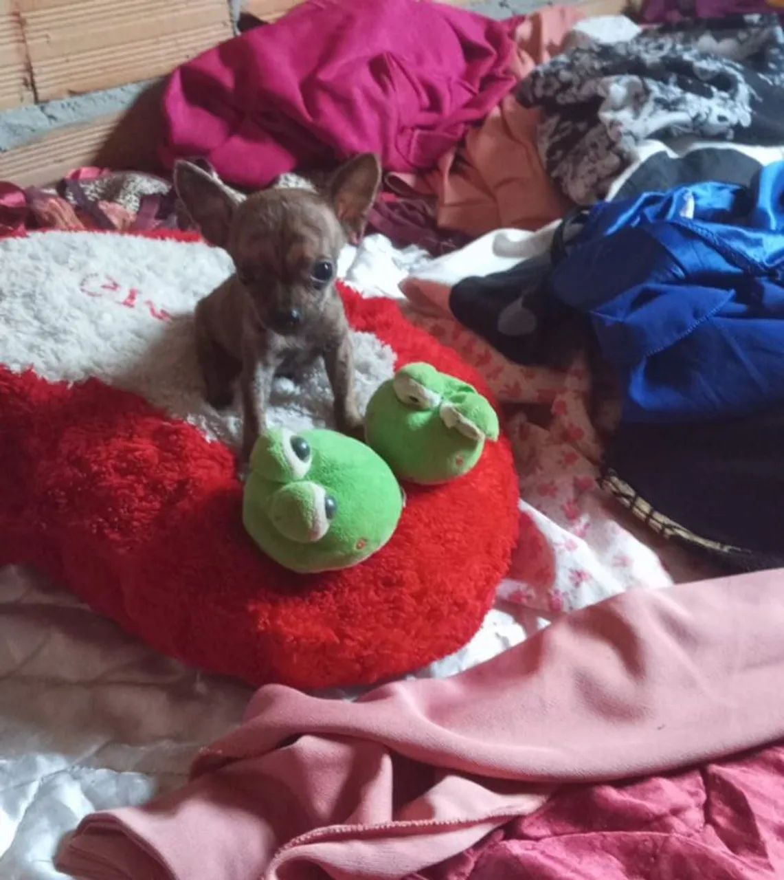 Chihuahua - Foto 2