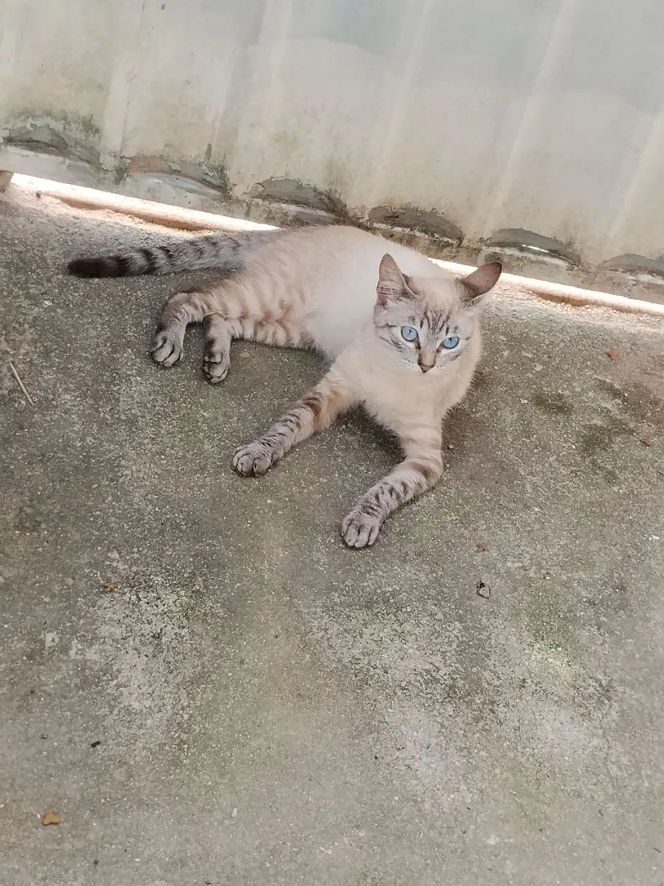 Gato macho  - Foto 4